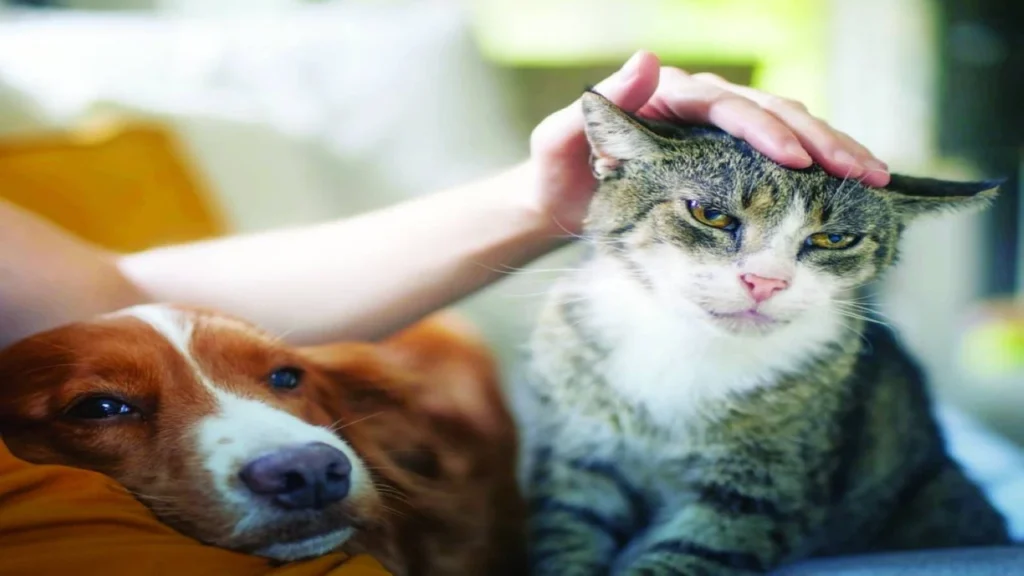 منصة «تم» تسجل 8 آلاف حيوان أليف ضمن سجلات بياناتها الرقمية الجديدة